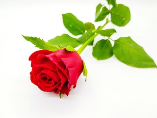 Rote Rose auf weißem Hintergrund 