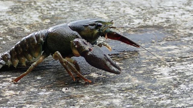 European crayfish Astacus astacus moving slowly on wooden surface