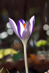 Crocus just opened in the early February sunshine of the new year