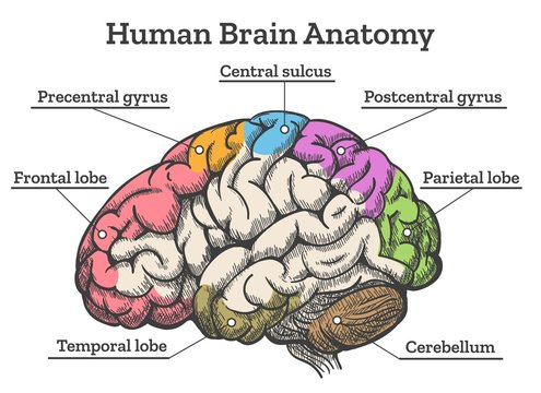 Human brain anatomy diagram. Sections of head brain vector illustration