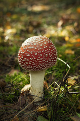 Red mushroom in the forest