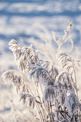 Frozen branches of grass on field in frost snowflakes winter snow close-up macro