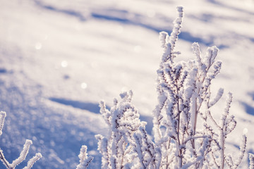 Frozen branches of grass on field in frost snowflakes winter snow close-up macro