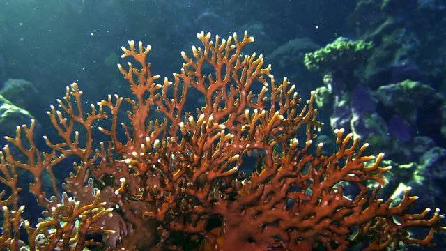 Net Fire Coral Millepora dichotoma , Glare of sunlight on colorful corals near the water surface.