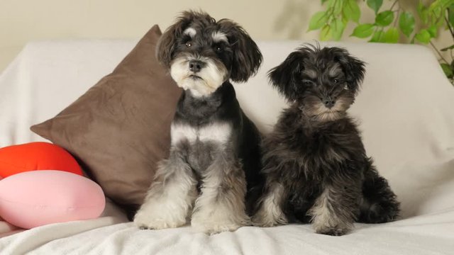 Miniature Schnauzers relaxing on the sofa