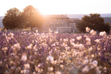 Naklejka premium Old house in the sunset lavender field, Provence, south France