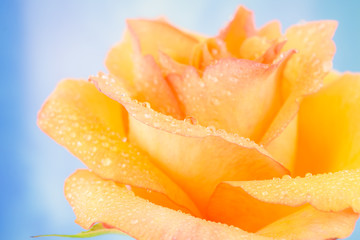 Orange rose with water drops, blue sky background