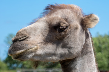 Portrait of a camel head against a blue sky