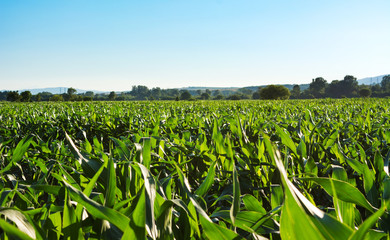 Young corn plantation landscape