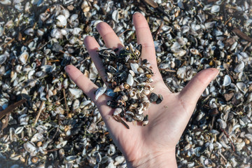 Holding a variety of  small sea shells on the beach.