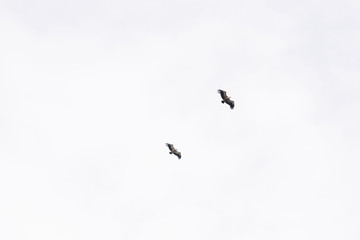 Beautiful flying two hawks in the sky, south France