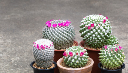 Fototapeta na wymiar Pink blooming beautiful flowers of Mammillaria Cactus is very beautiful. Its native is in desert dry area in America continent. People grow cactus for decorate in garden, glasshouse or greenhouse