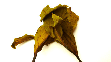 Fototapeta premium Advanced black tea, the color is very beautiful