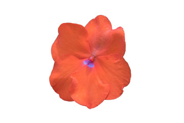 Impatiens Flowers(Orange Color) on White Background with Purple Pollen, And White Backgrond Isolate.