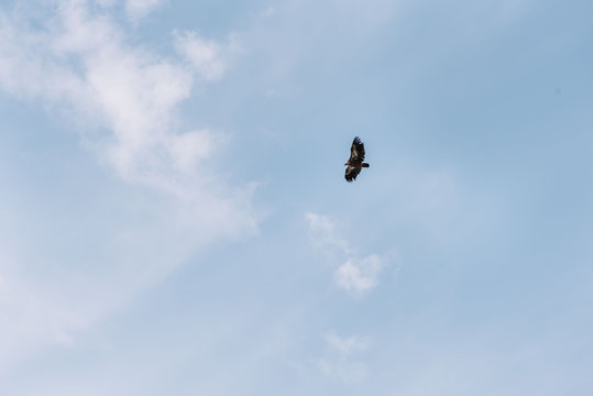 Beautiful flying hawk in the sky, south France