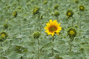 Girasol solitario