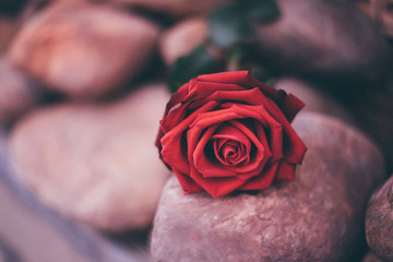Red rose flower on stone floor in Valentine's Day
