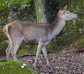 Naklejka na ściany i meble European red deer female. Latin name - Cervus elaphus hippelaphus