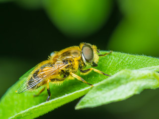 Hoverfly Insect Macro