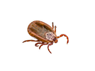 Encephalitis or Lyme Virus Infected Tick Insect Isolated on White