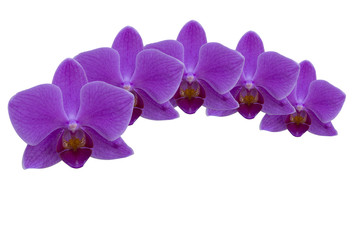 Fototapeta na wymiar Orchid flower on white background.