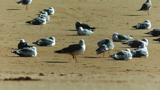 M&ouml;ve am Strand