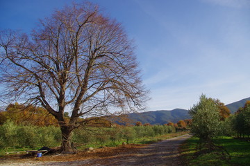 Arbres des Pyrénées Orientales