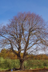 Arbres des Pyrénées Orientales