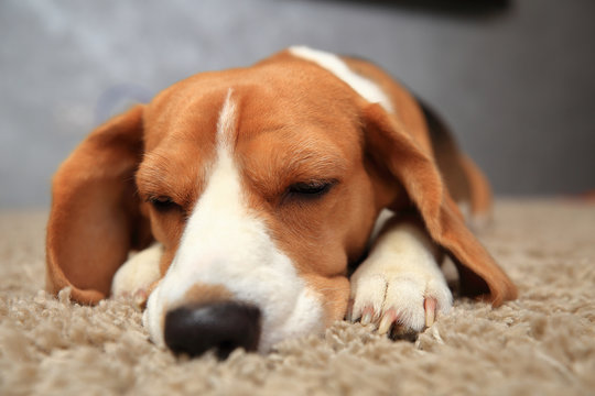 Beagle dog with closed eyes
