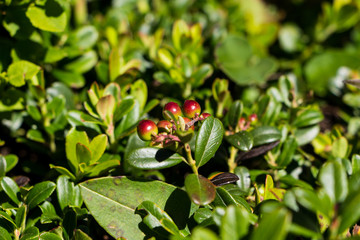 Vaccinium vitis-idaea (lingonberry, partridgeberry, or cowberry). Flora of Ukrainian Carpathian mountains.