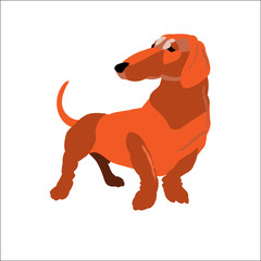 Red dachshund isolated on white background, vector illustration dog.