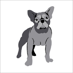 Decorative bulldog isolated on white background, vector illustration dog.