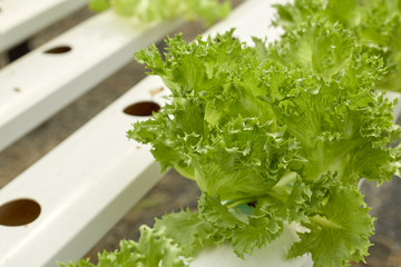 Fototapeta na wymiar Lettuce in the hydroponics farm