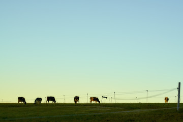 K&uuml;he Zaun Himmel