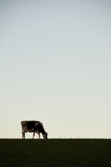 Kuh Wiese Himmel dunkel