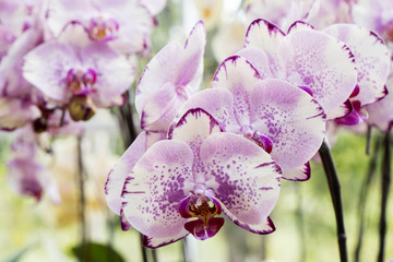 Orchid flower in orchid garden