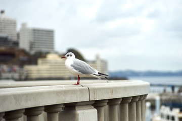 海岸のカモメ