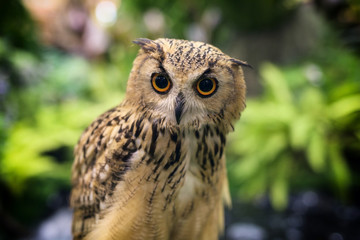Portrait of brown bird owl