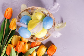 Easter eggs in basket with tulips on grey background