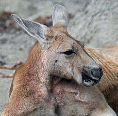 Red kangaroo. Latin name - Macropus rufuss