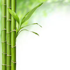 bamboo grove with leaves on the white