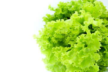 Lettuce isolated on white background