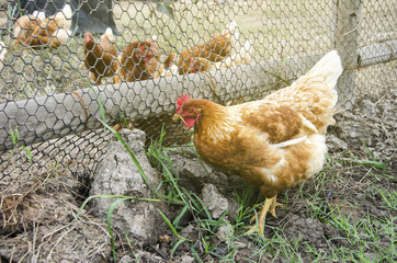 Chicken looking for food in a stable