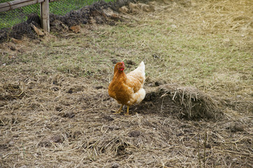 Chicken looking for food in a stable