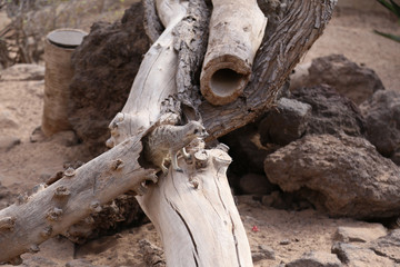 meerkat Suricata suricatta funny small african mammal