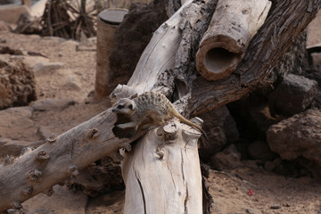 Fototapeta na wymiar meerkat Suricata suricatta funny small african mammal