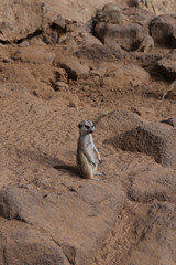 meerkat Suricata suricatta funny small african mammal