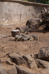 Obraz premium meerkat Suricata suricatta funny small african mammal