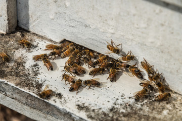 bees flying back in hive after a harvest period