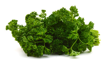 Branch of magnificent parsley on a white background closeup